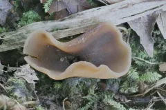 Pachyella celtica thumbnail 1