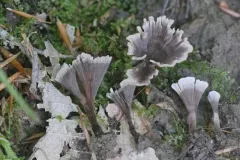 Thelephora regularis thumbnail 1
