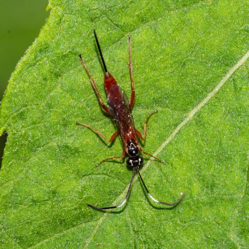 Mesostenus gracilis