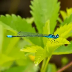Turquoise Bluet thumbnail 2