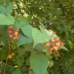 wineberry thumbnail 2