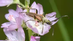 Stenocorus vestitus thumbnail 2