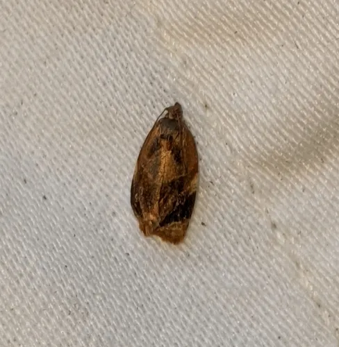 Red-barred Tortrix