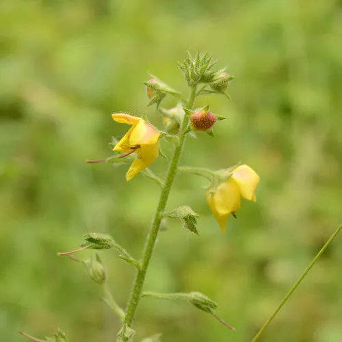 moth mullein