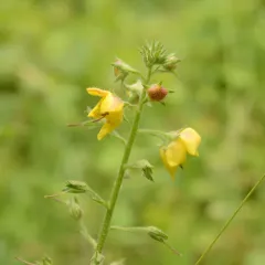 moth mullein thumbnail 1