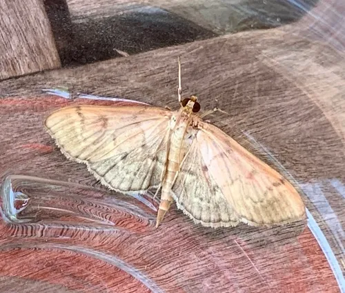 Southern Beet Webworm Moth