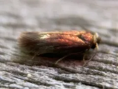 Asian Elm Leafminer Moth thumbnail 1