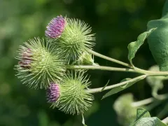 greater burdock thumbnail 5