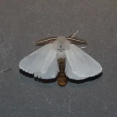 Brown-tail Moth thumbnail 4