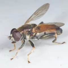Orange-belted Leafwalker thumbnail 2