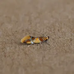 Orange-headed Callima Moth thumbnail 4