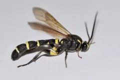 Metopius pollinctorius thumbnail 3