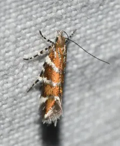 Aristotelia primipilana thumbnail 2