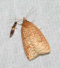 Netted Sparganothis Moth thumbnail 2