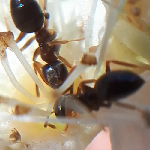 Woodland Fuzzy Ant