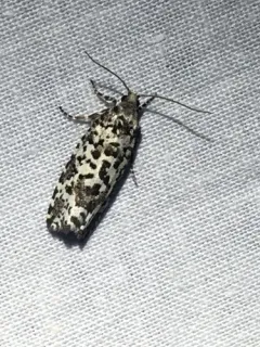 Retinia burkeana thumbnail 4