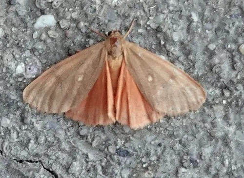 Virbia fragilis