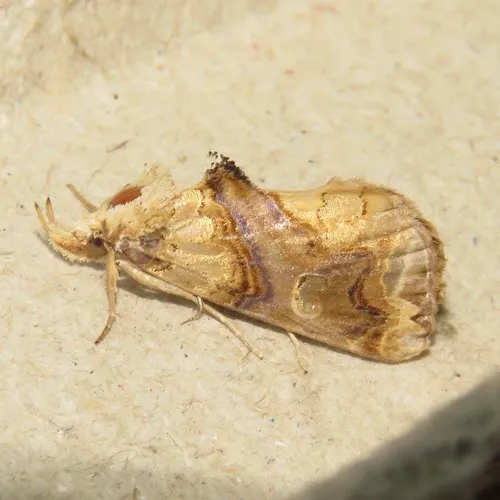Moonseed Moth