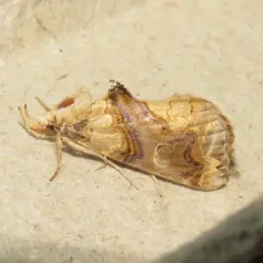 Moonseed Moth thumbnail 1