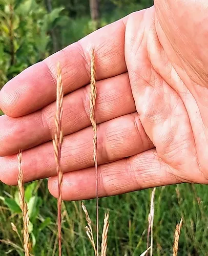 mountain fescue