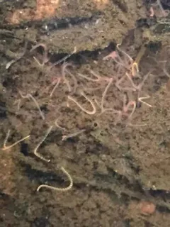 Sludge Worm thumbnail 2