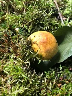 Suillus subaureus thumbnail 4