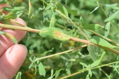 Melampsora hypericorum thumbnail 1