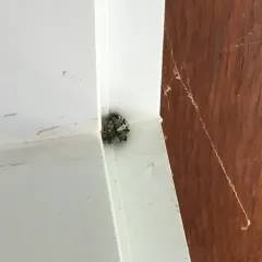 Giant Lichen Orbweaver thumbnail 4