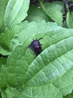 Rudbeckia Triozid thumbnail 2