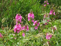 Hairy-stemmed Checker-mallow thumbnail 2