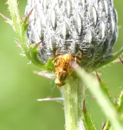 Terellia occidentalis thumbnail 4