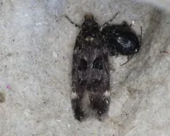 Chionodes formosella thumbnail 2