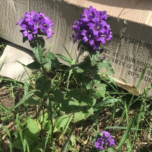 clustered bellflower