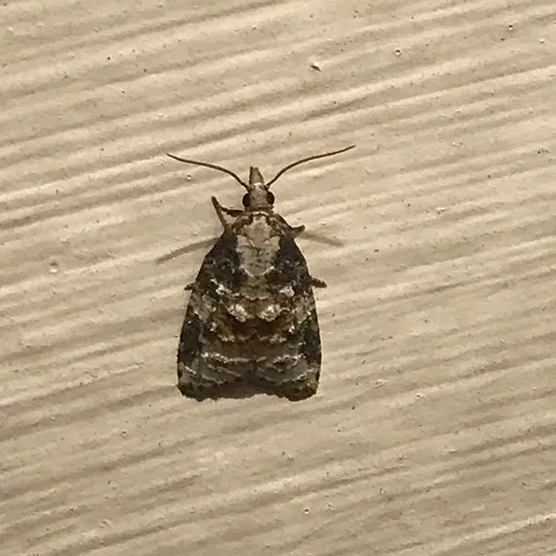 Exasperating Platynota Moth