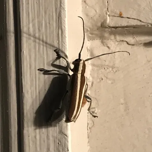 Round-headed Apple Tree Borer