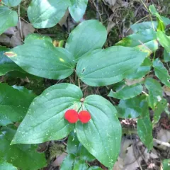 rough-fruited fairybells thumbnail 3