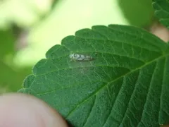Eupteryx atropunctata thumbnail 1