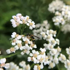 Hump-backed Beewolf thumbnail 4
