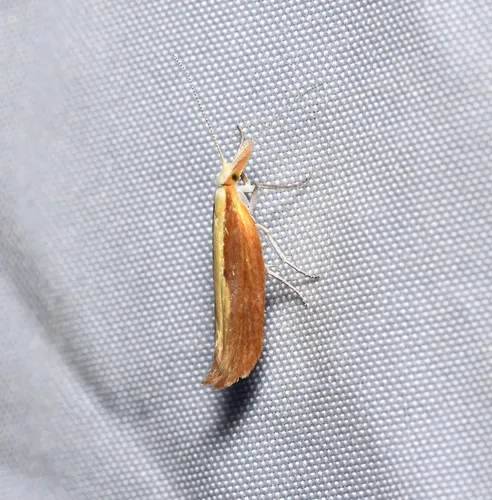 Canary Ypsolopha Moth