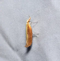 Canary Ypsolopha Moth thumbnail 1