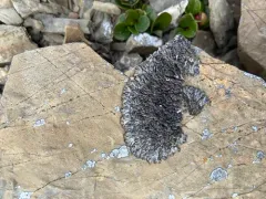 Mountain Sausage Lichen thumbnail 2