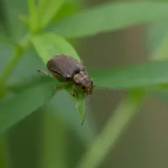 Viburnum Leaf Beetle thumbnail 3