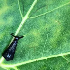 Black Dancer Caddisfly thumbnail 2