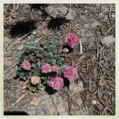 Mount Hood pussypaws thumbnail 2