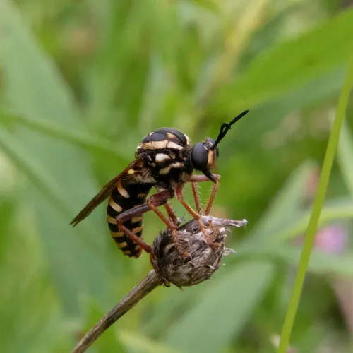 Banded Tiger Fly