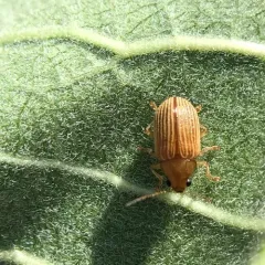 Grape Colaspis thumbnail 3