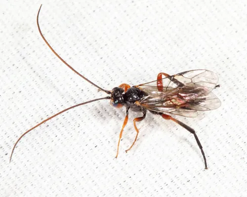 Scolobates auriculatus
