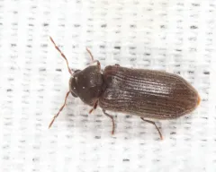 Oligomerus obtusus thumbnail 3