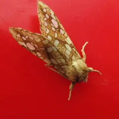 Hickory Tussock Moth thumbnail 2