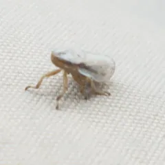 Prairie Spittlebug thumbnail 4
